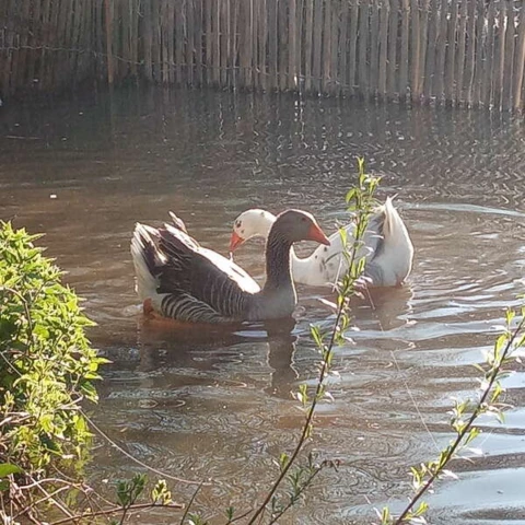 Les Maraîchers de l'Auberdière