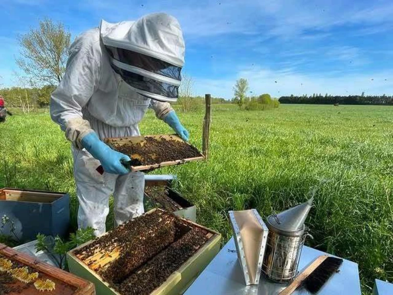Les abeilles du P'tit Lili - Fabien DUVEAU - Apiculteur professionnel - Les abeilles du P'tit Lili