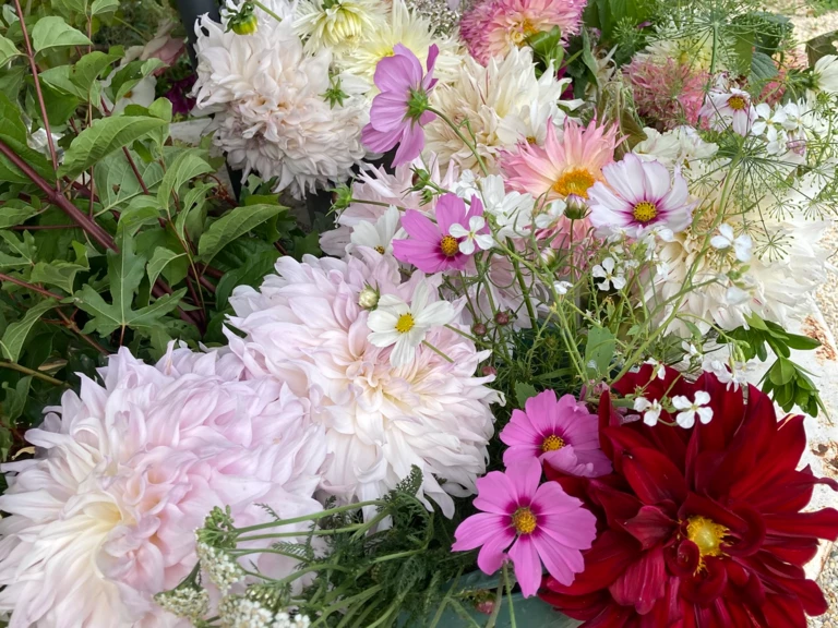 La première récolte avait un parfum de fête - Les Floristes