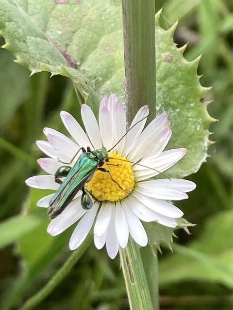 LES VERGERS DE SAUVAGNAS