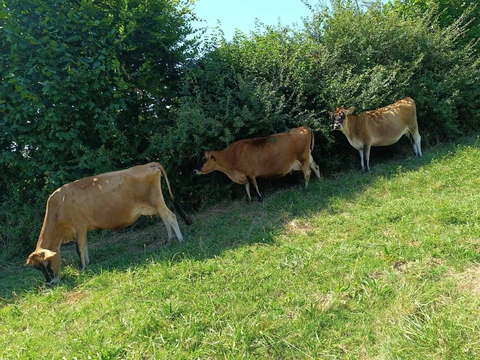 La Ferme des Muses