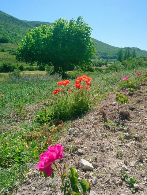 Graine d'Hirondelle