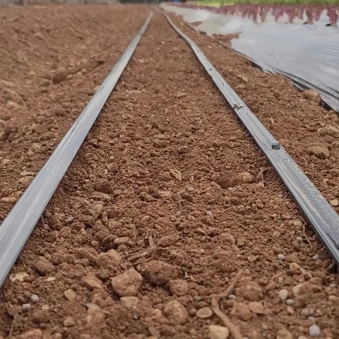 Irrigation au goutte à goutte des carottes - Cultisaveurs - Marion & Valentin Nardi
