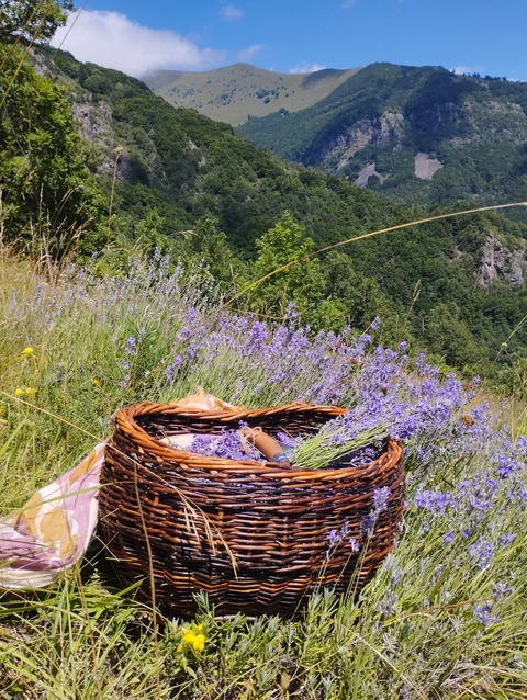 Herbes et Butineries