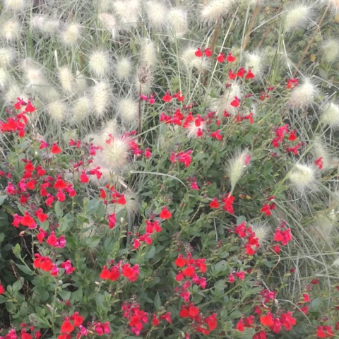 PEPINIERE DE FLEUR EN FLEUR