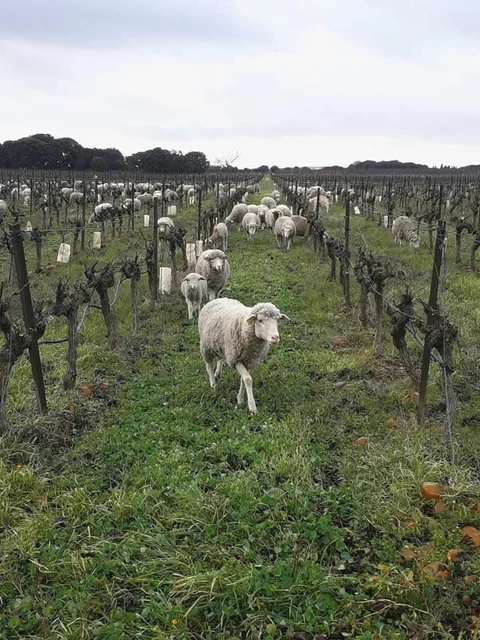 GAEC l'agneau du gardon