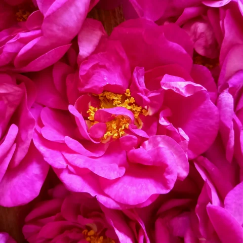 L'Harmonie des Simples