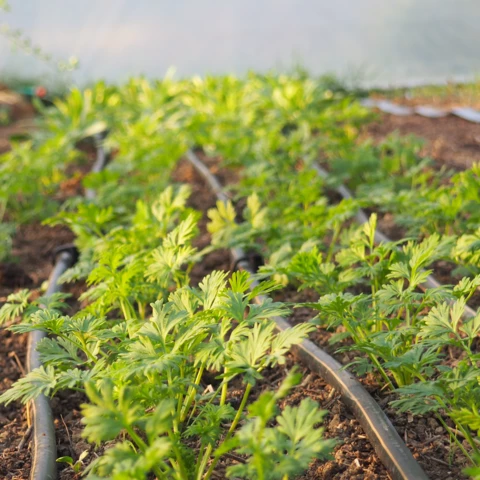 Ferme florale du Salabert