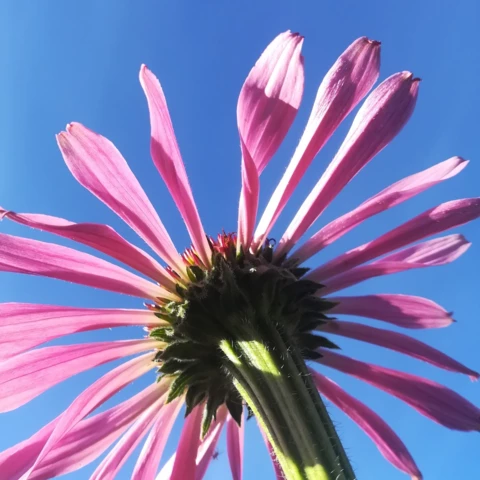 PEPINIERE DE FLEUR EN FLEUR