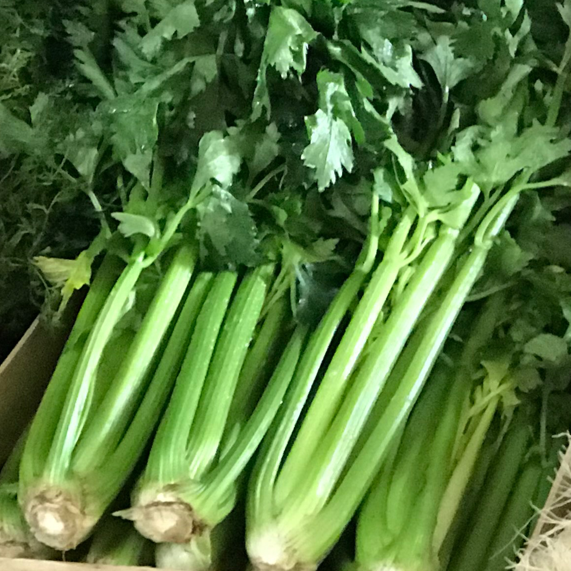 Céleri Branche
