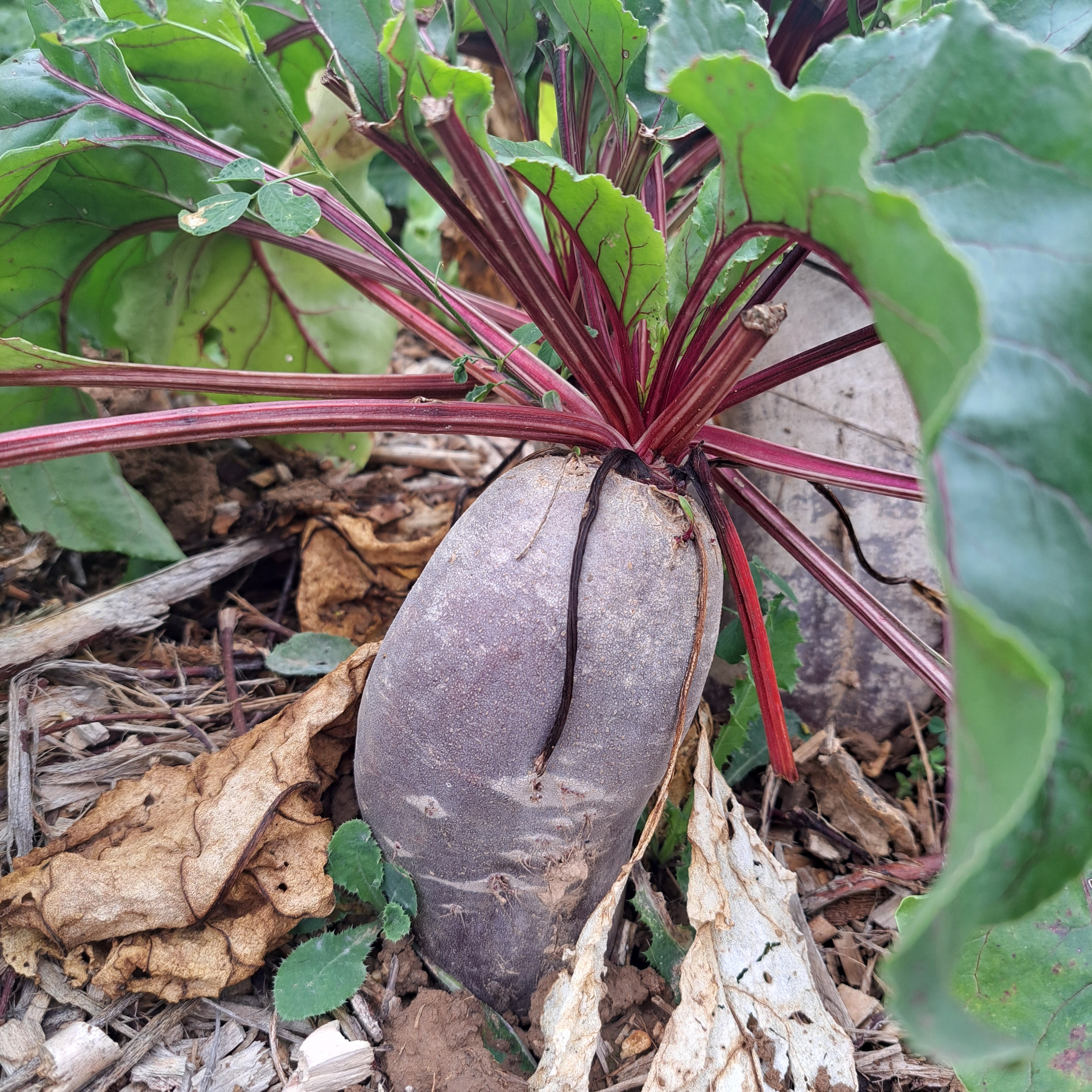 Betterave rouge - 1kg