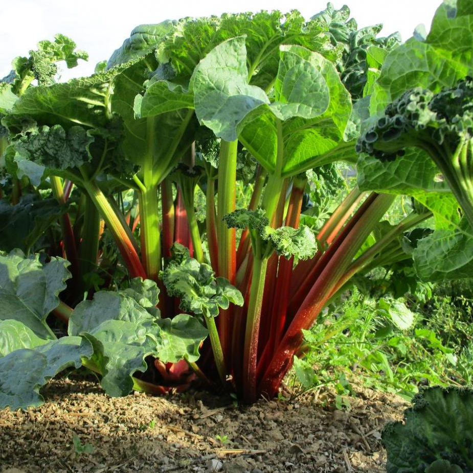 RHUBARBE