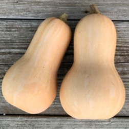 Courge BUTTERNUT (1-1,5kg)