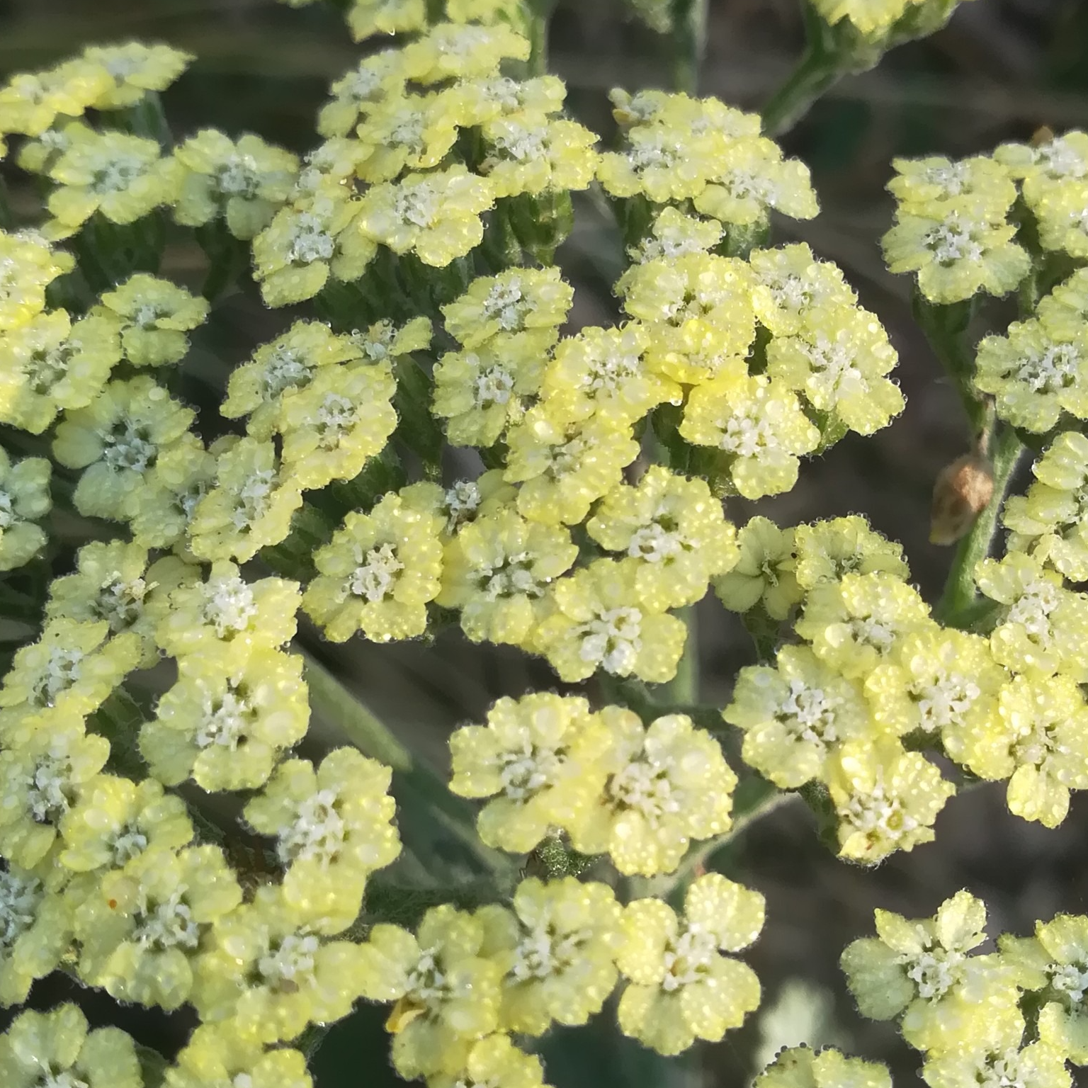 Achillea millefolium ‘Hymne’