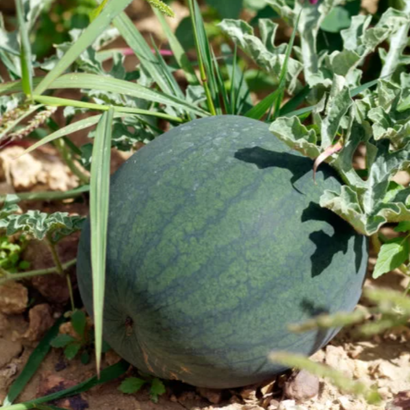 Pastèque Mini - 2,6kg
