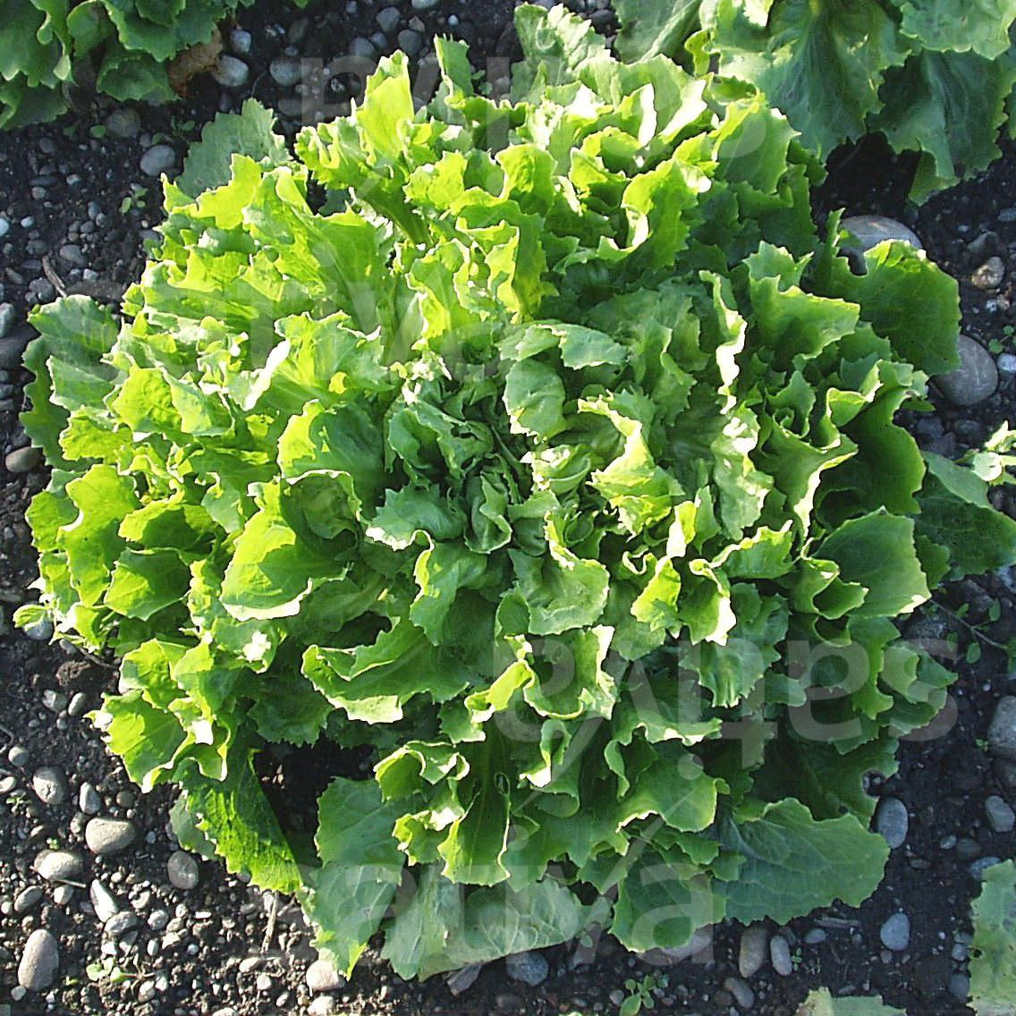 Chicorée scarole - 500g