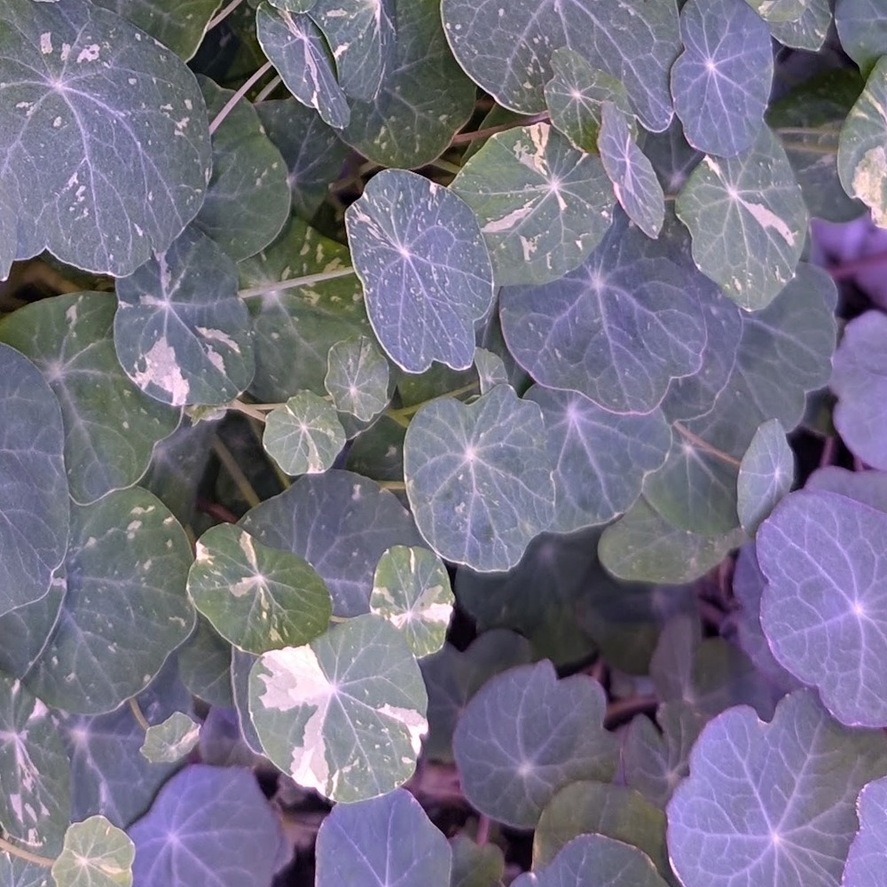 Capucine Bolinette Gourmande - 25g