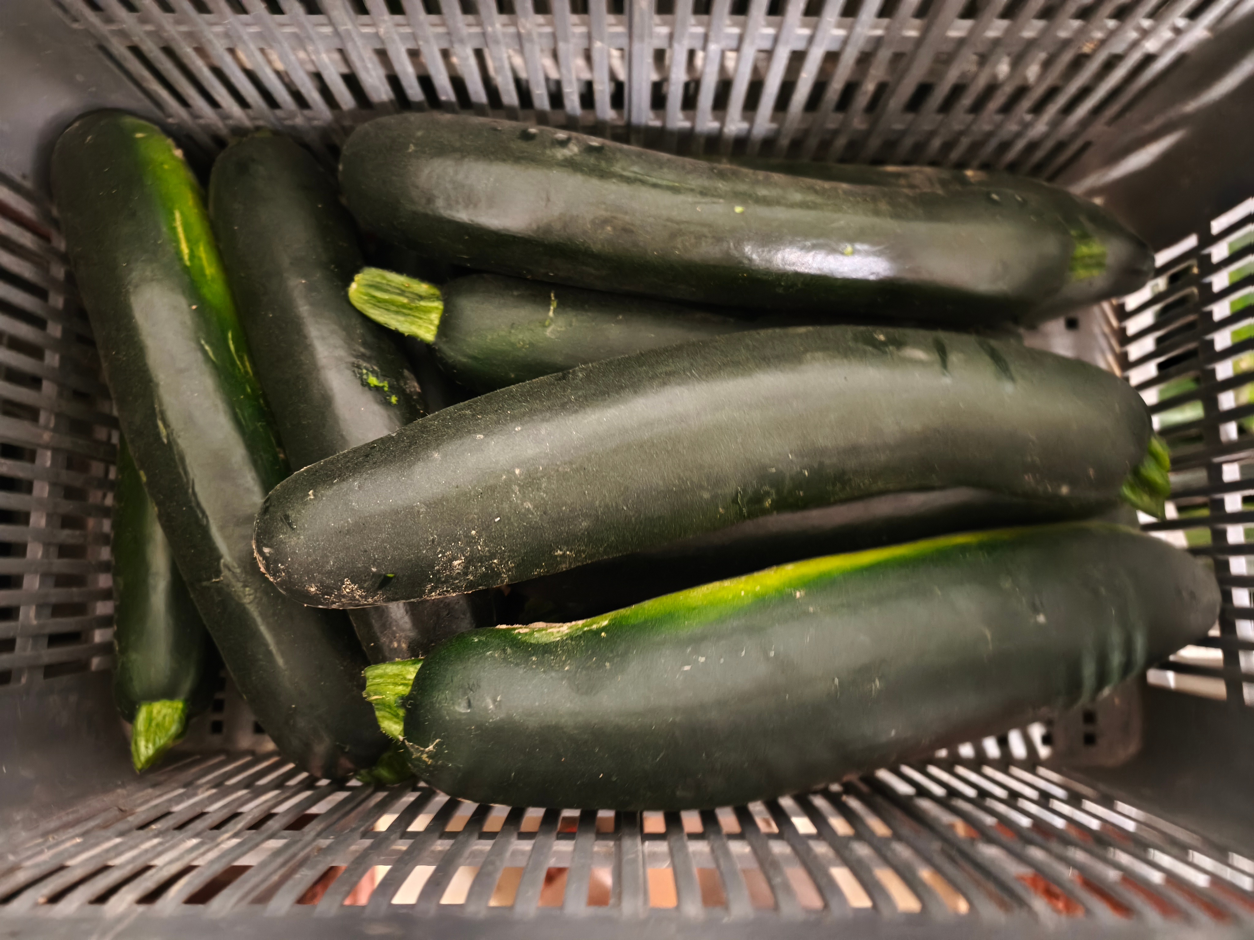 Courgette verte - grosse à farcir