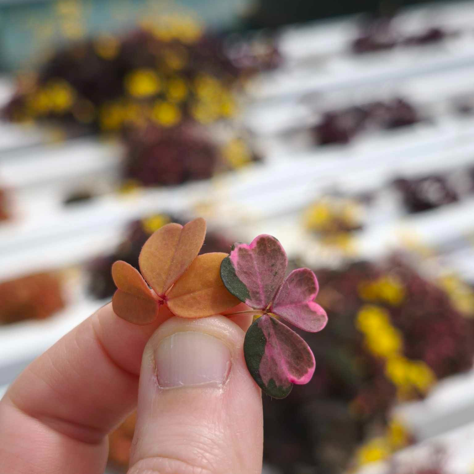 Oxalis (petite)