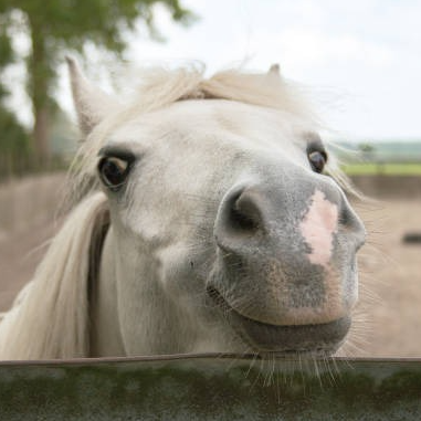 Carotte déclassée (Sac 5kg)