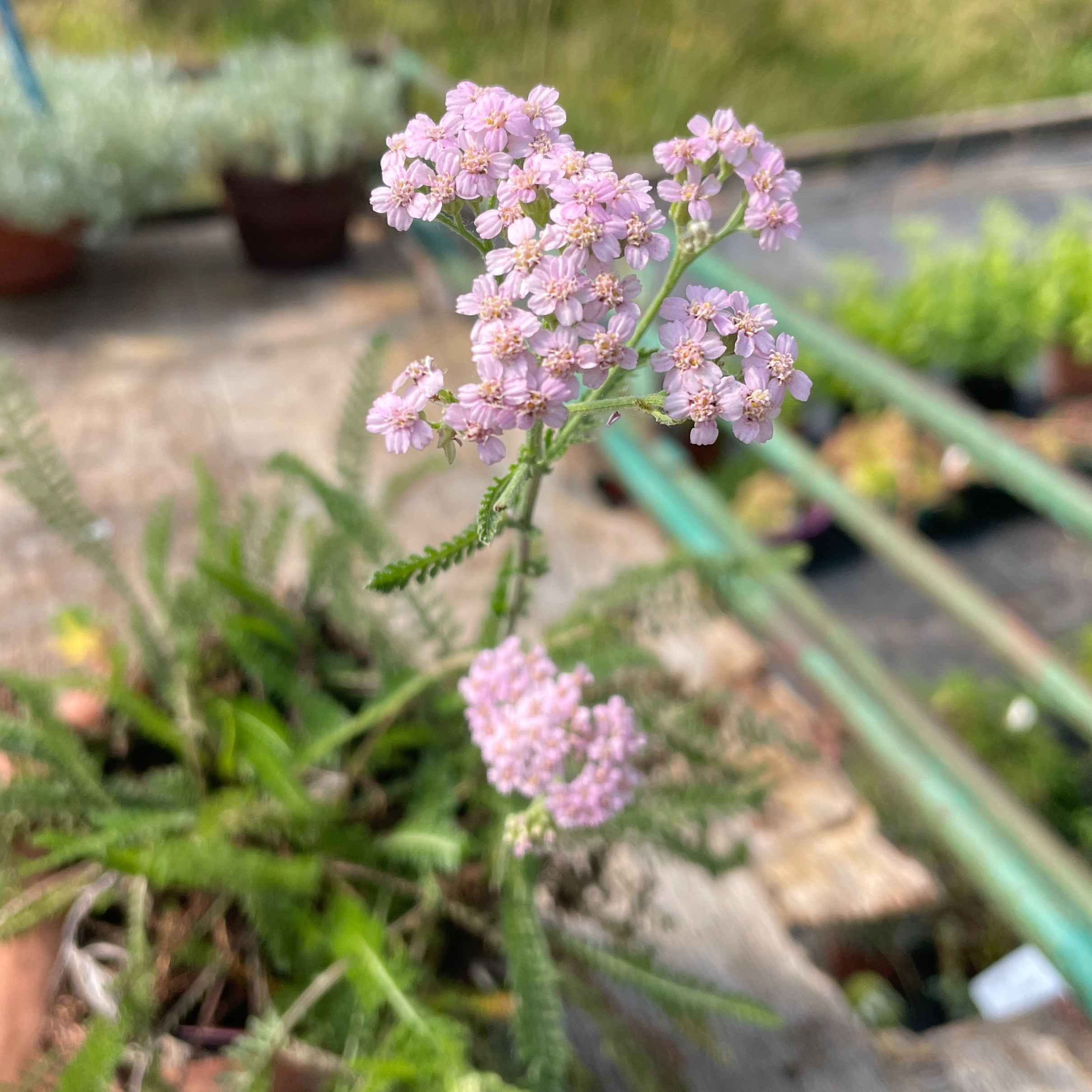 Achillea sibirica 'Love Parade'