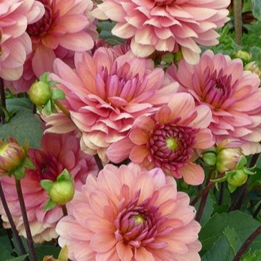 dahlia mix saumon/vieux rose
