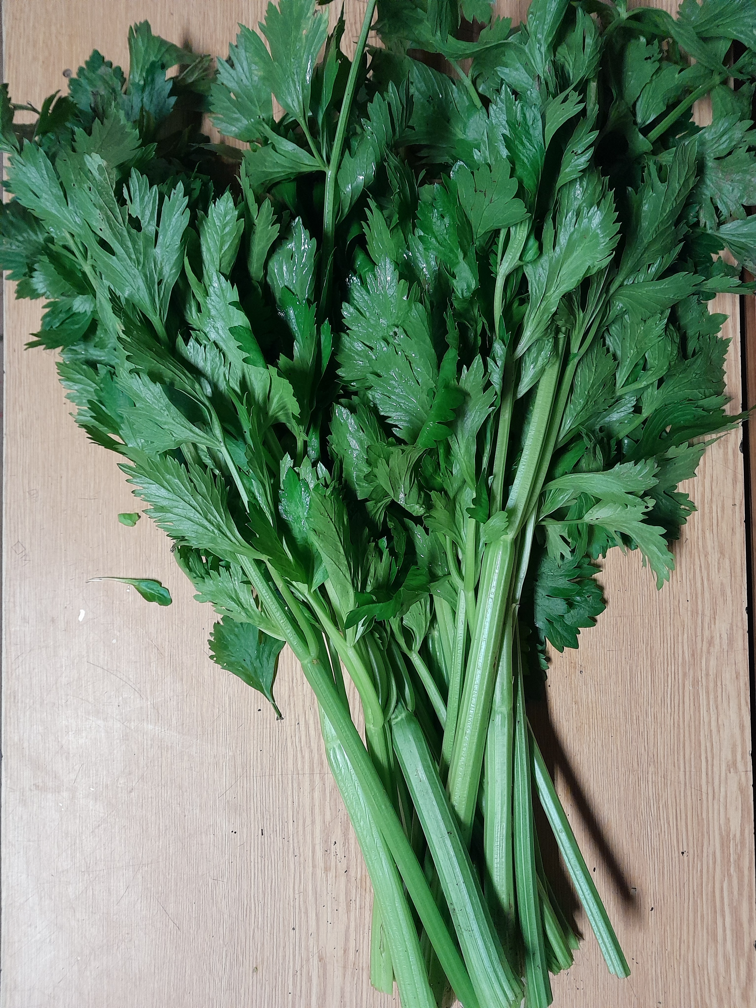 Céleri branche vrac