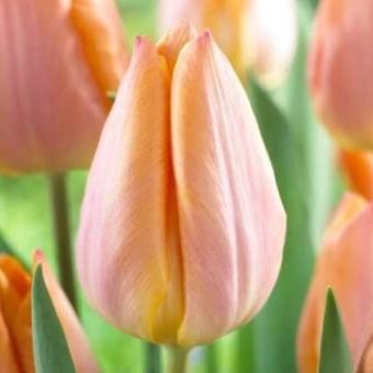 Tulipe Salmon Prince