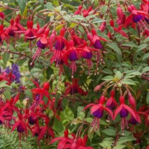 Fuchsia de Magellan - Fuchsia magellanica