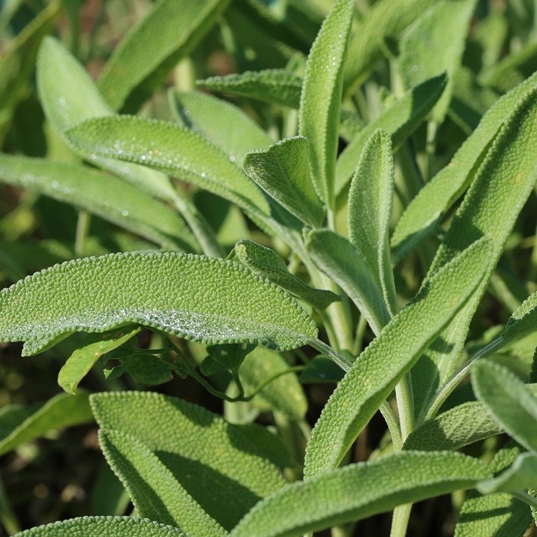 Plant de Sauge