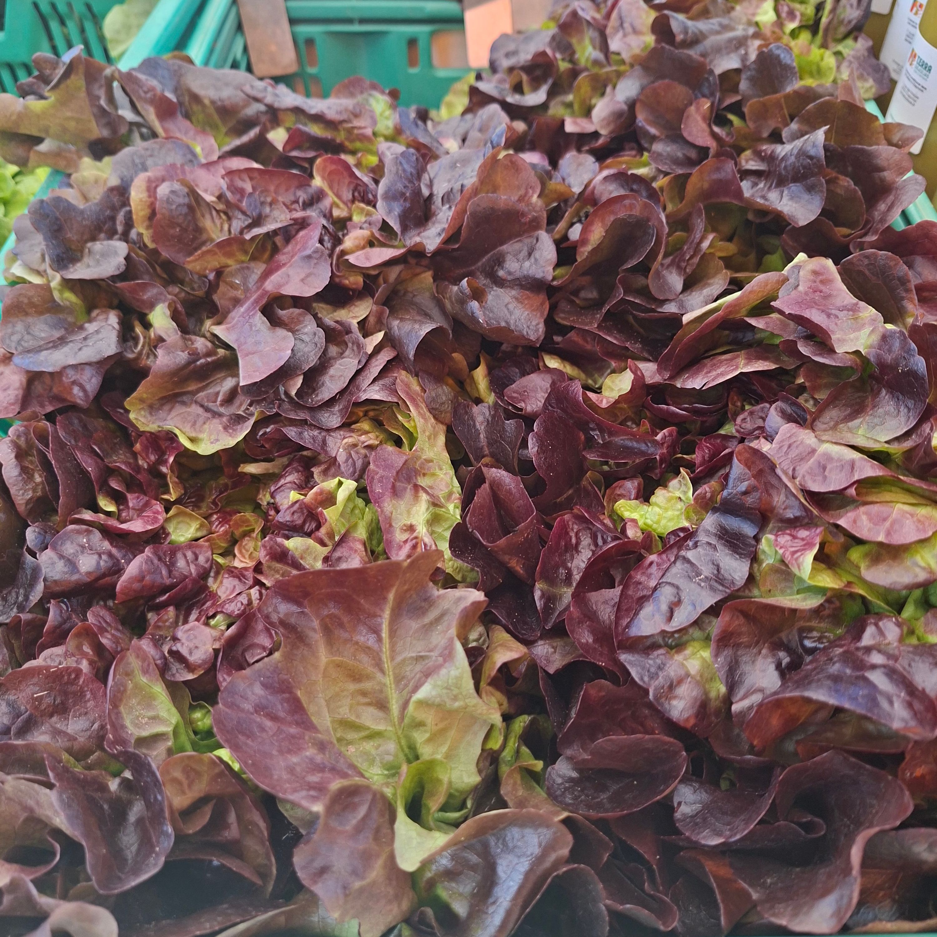Feuille de chêne rouge