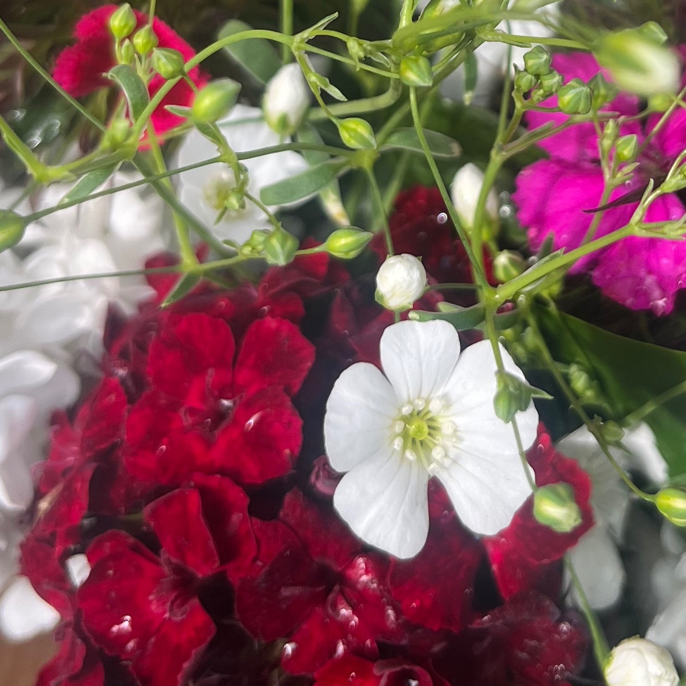 OEILLET POETE Rouge