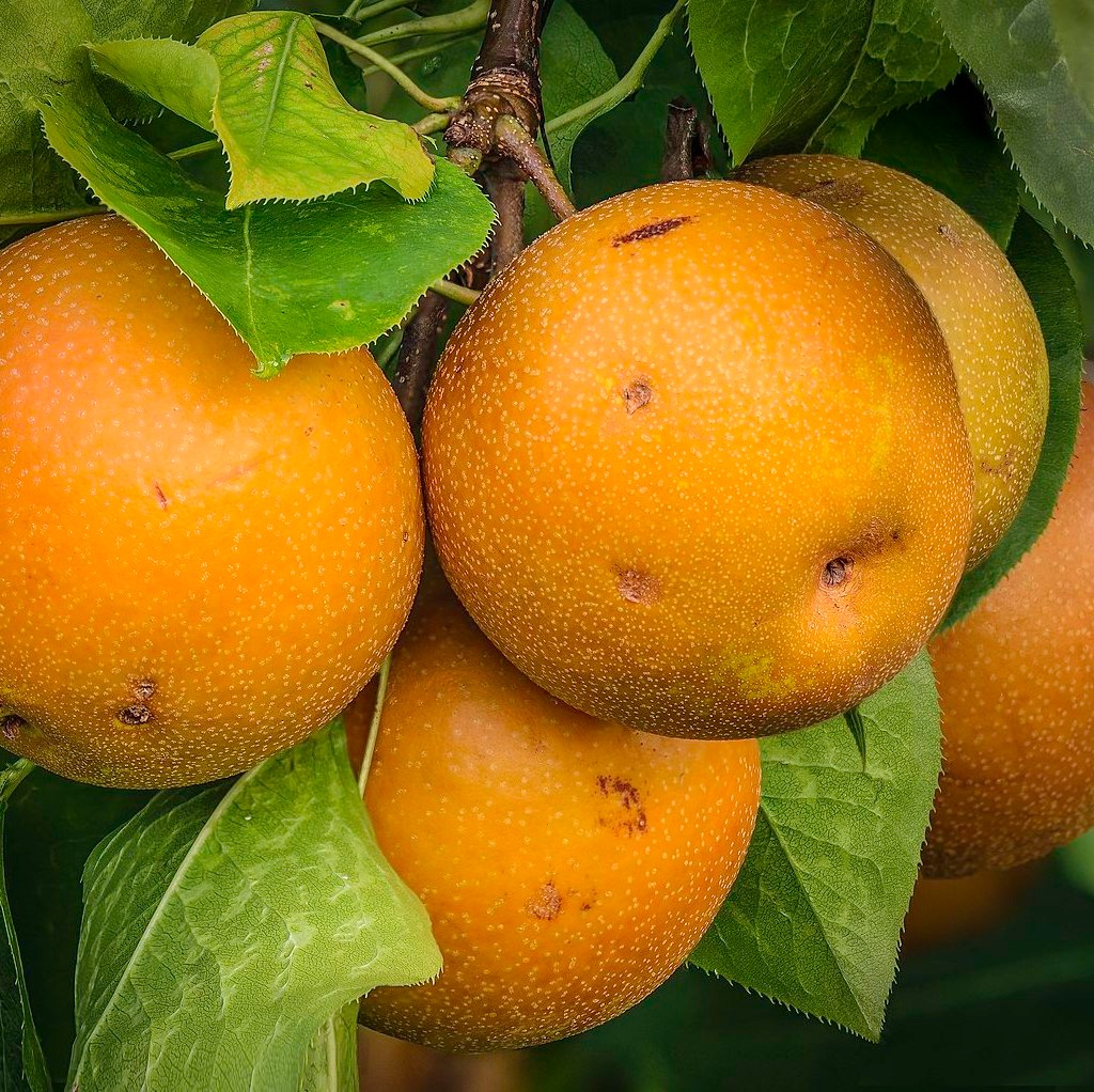 Nashi 'Shinseiky' / OHF87 Racines nues / 1m