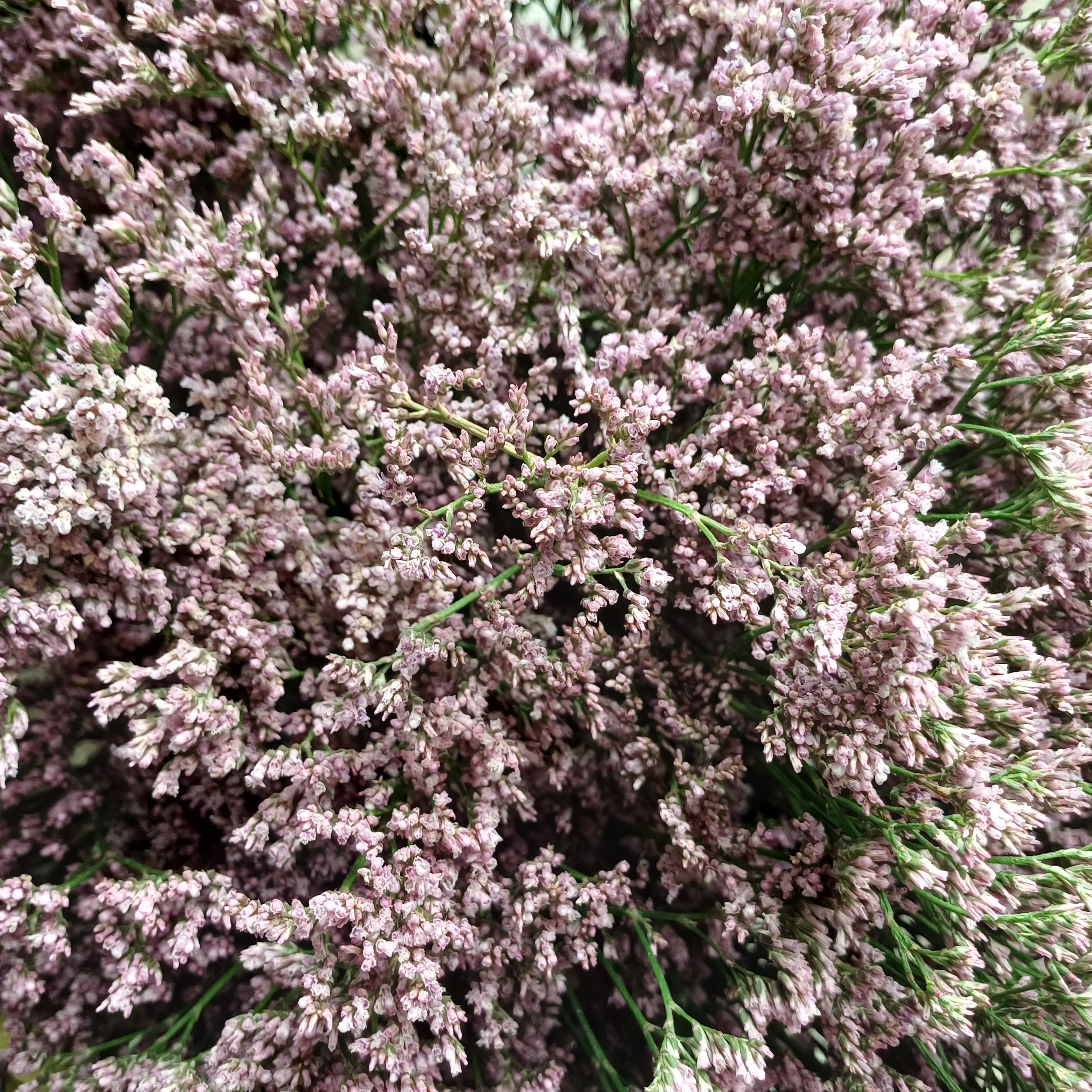 limonium
