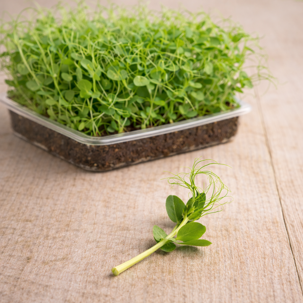 Micropousses de petit pois grande vrille - 30g