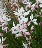 Gaura – Pot 1,4L
