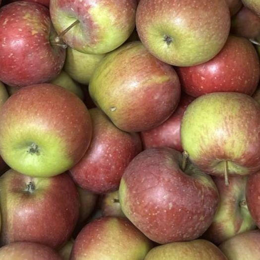 Pomme Pitchounette - 800g