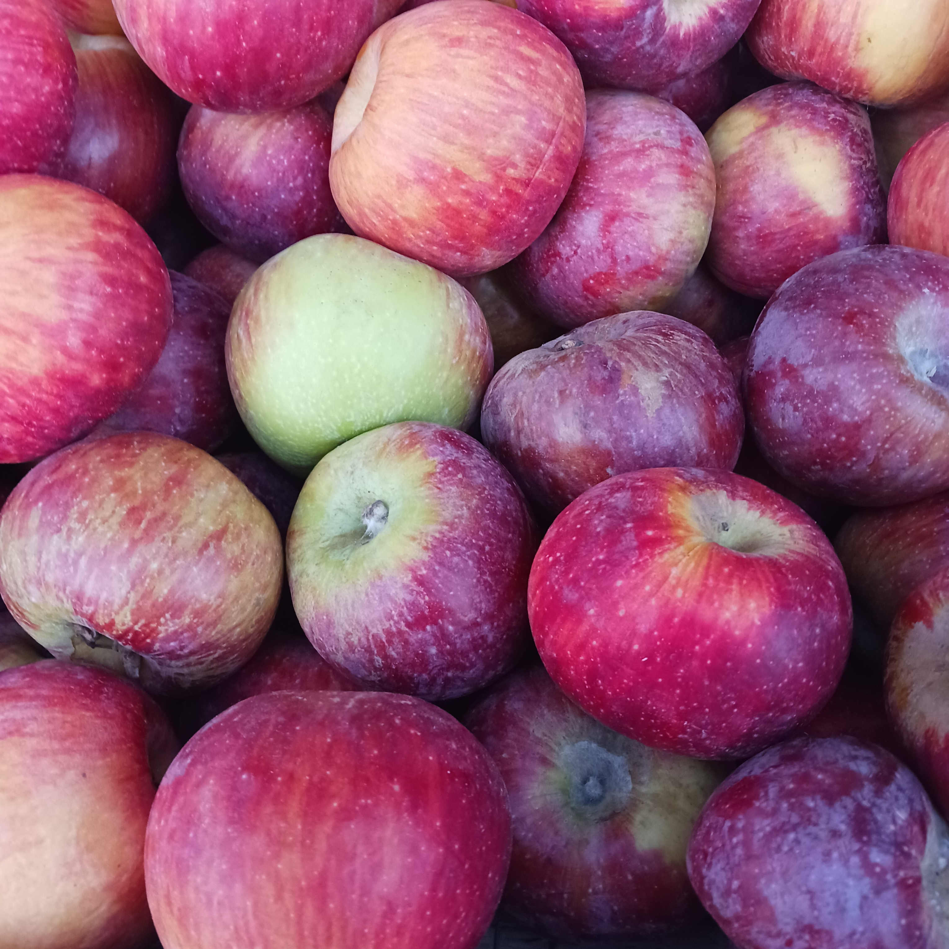 Pomme d'appellation coop43