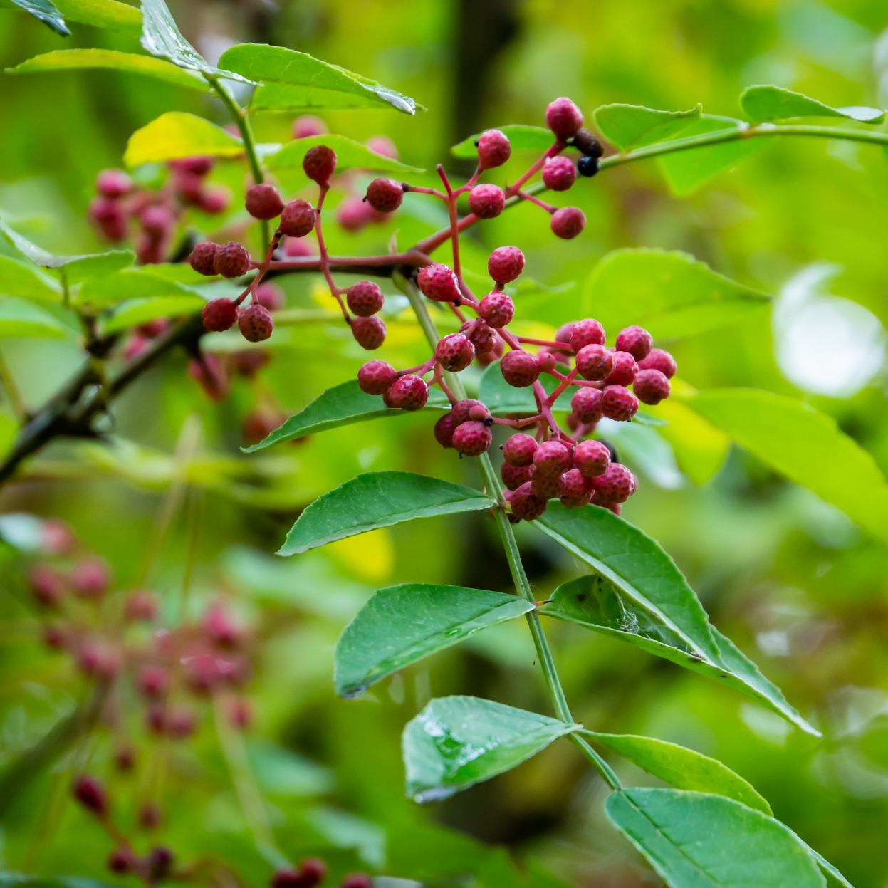 poivrier du Sichuan
