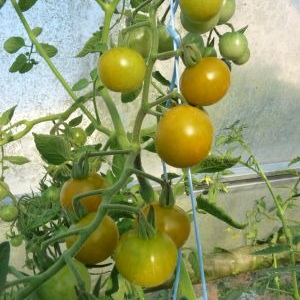 Tomate cerise Vert jaune caramel en godet 8 cm