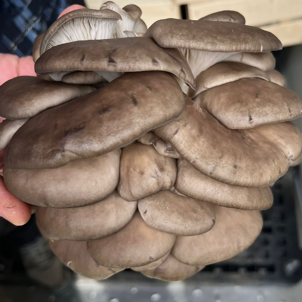 Cagette 3kg Pleurotes Gris Frais BIO - PLG - 3kg