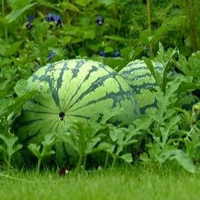 Plant de pastèque