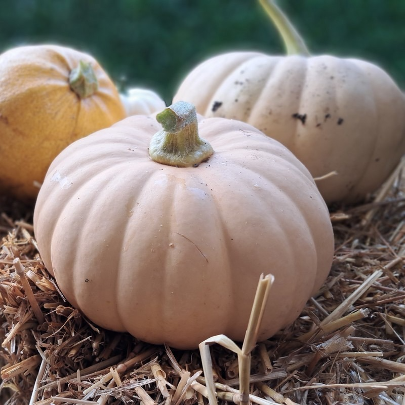 Courge Régale (1,5-2kg)