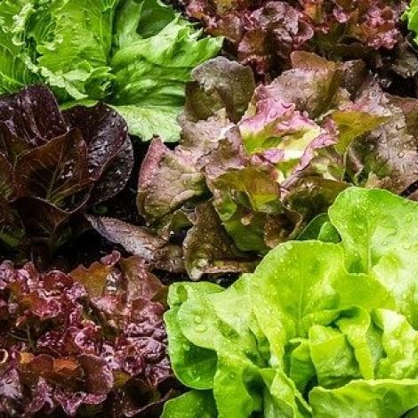Salade mystère