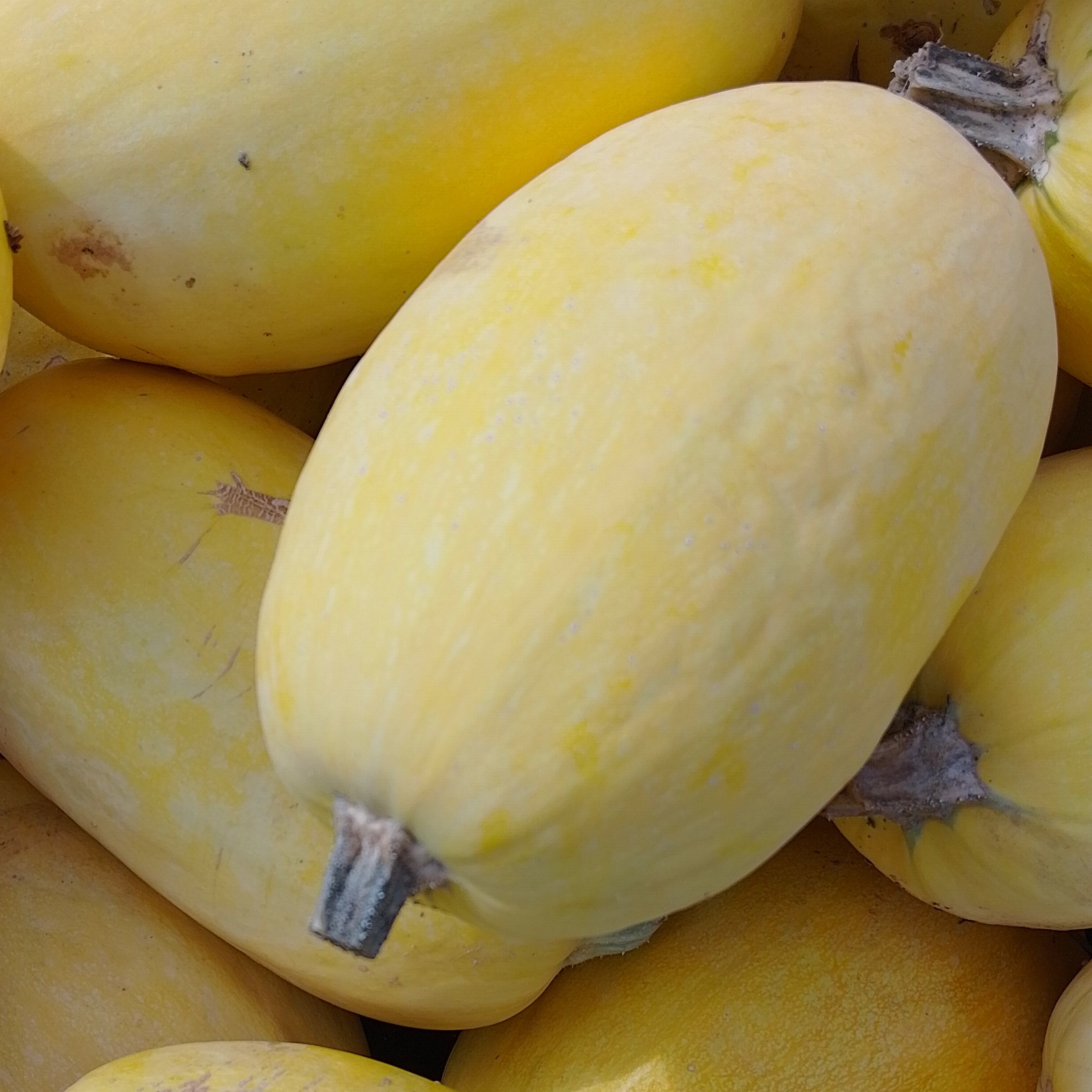 Courge spaghetti