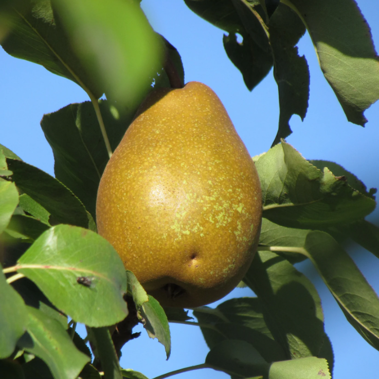 Poirier 'Président Héron' / OHF87 Racines nues