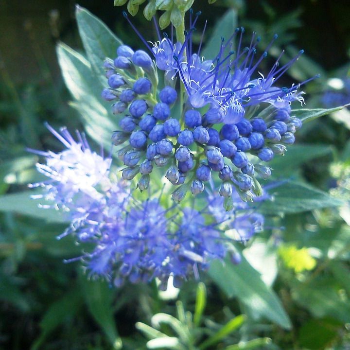 Caryoptéris - Caryopteris x clandonensis "Beyond Midnight"