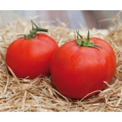 Tomate rouge MERVEILLES DES MARCHÉS