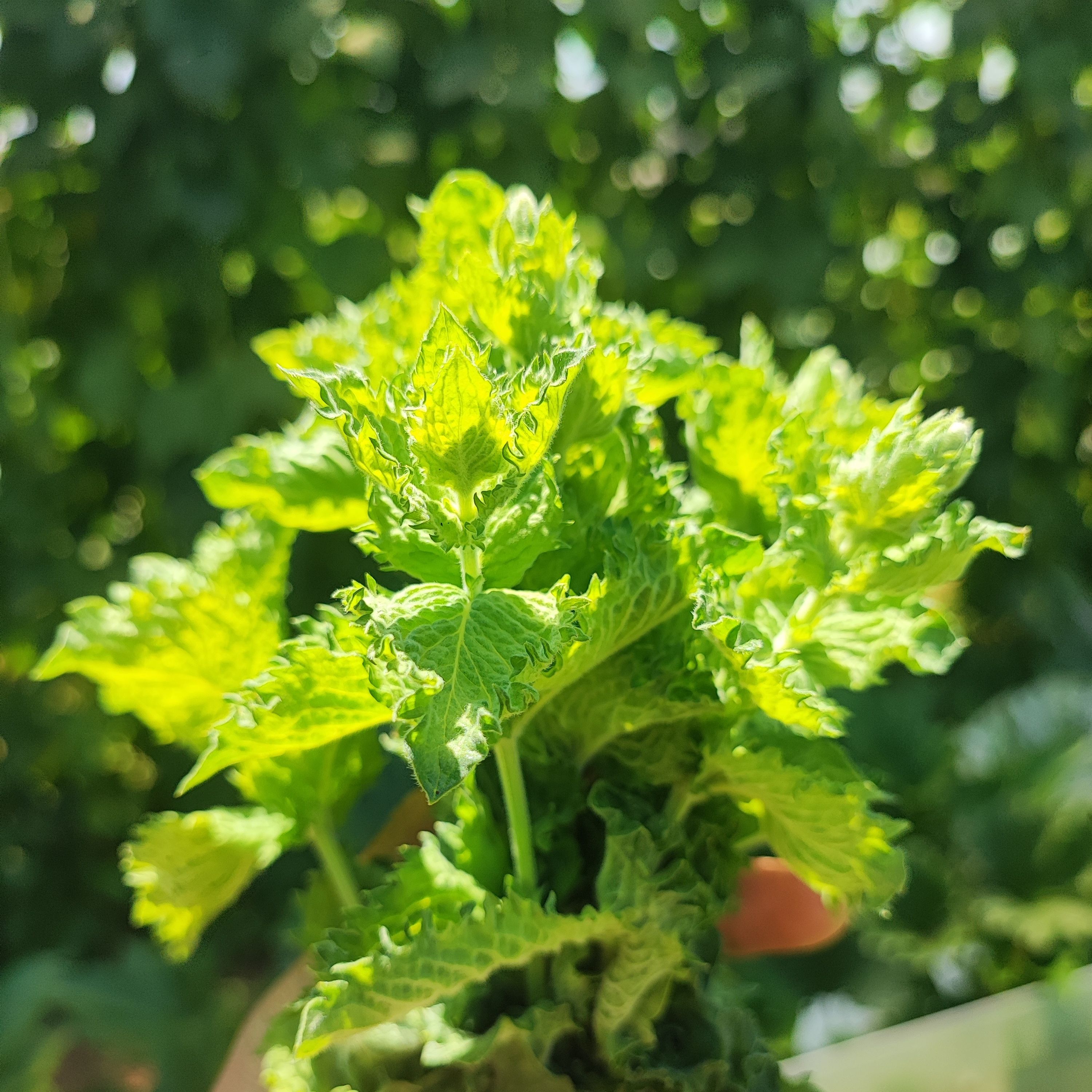 Menthe mojito