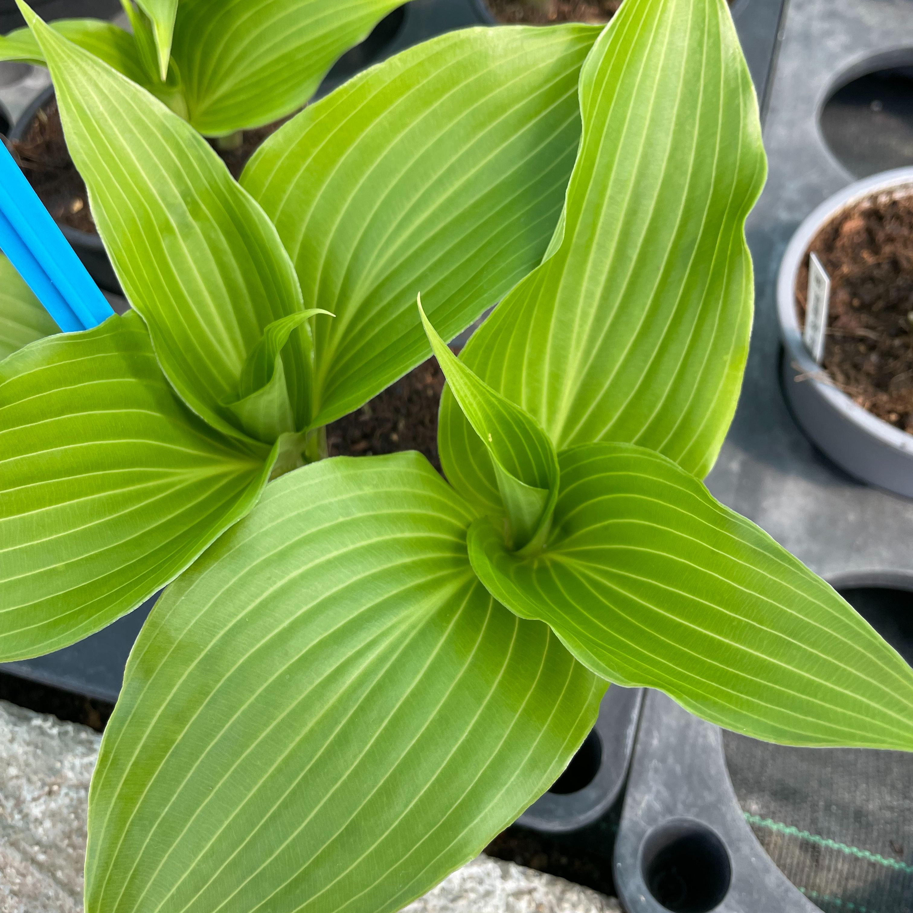 Hosta longipes latifolia